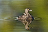 Least Grebe