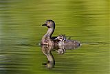 Least Grebe