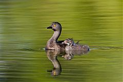 Least Grebe