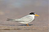 Least Tern