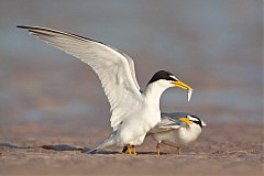 Least Tern