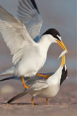 Least Tern