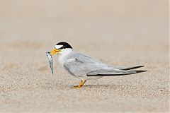 Least Tern