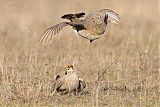 Lesser Prairie-Chicken