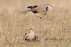 Lesser Prairie-Chicken