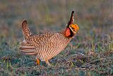 Lesser Prairie-Chickenborder=