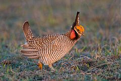 Lesser Prairie-Chicken