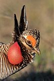 Lesser Prairie-Chicken