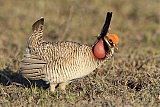 Lesser Prairie-Chickenborder=