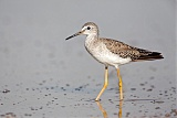 Lesser Yellowlegs