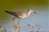 Lesser Yellowlegs