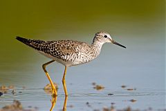 Lesser Yellowlegs