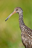 Limpkin