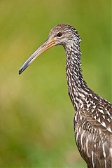 Limpkin