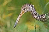 Limpkin