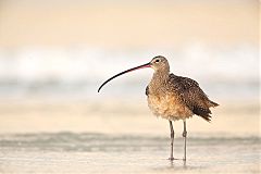 Long-billed Curlew