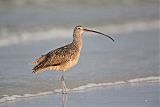 Long-billed Curlew