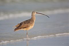 Long-billed Curlew