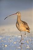 Long-billed Curlew