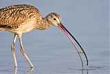 Long-billed Curlew