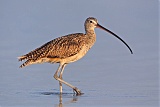 Long-billed Curlew