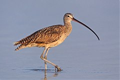 Long-billed Curlew