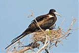 Magnificent Frigatebirdborder=