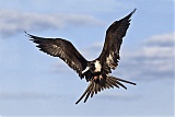 Magnificent Frigatebird