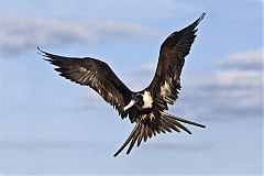 Magnificent Frigatebird