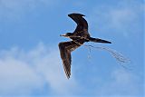 Magnificent Frigatebirdborder=