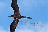 Magnificent Frigatebirdborder=