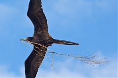 Magnificent Frigatebird