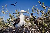 Magnificent Frigatebirdborder=