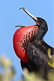 Magnificent Frigatebirdborder=