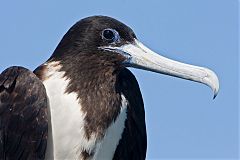 Magnificent Frigatebird