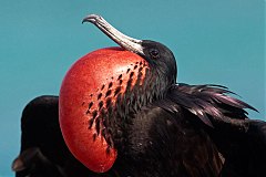 Magnificent Frigatebird