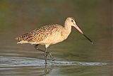 Marbled Godwit