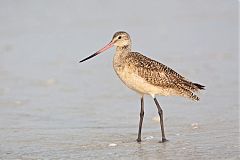 Marbled Godwit