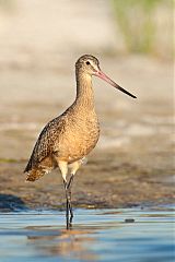 Marbled Godwit