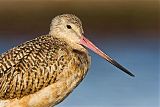 Marbled Godwit