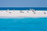 Masked Booby