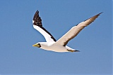 Masked Booby