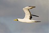 Masked Booby