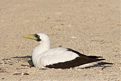 Masked Booby