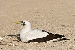 Masked Booby