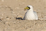 Masked Booby