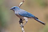 Mexican Jay