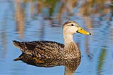 Mottled Duck