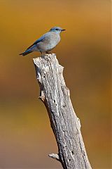 Mountain Bluebird