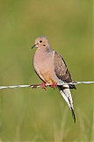 Mourning Dove